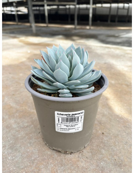 SUCULENTA ECHEVERIA PAIS T13CM