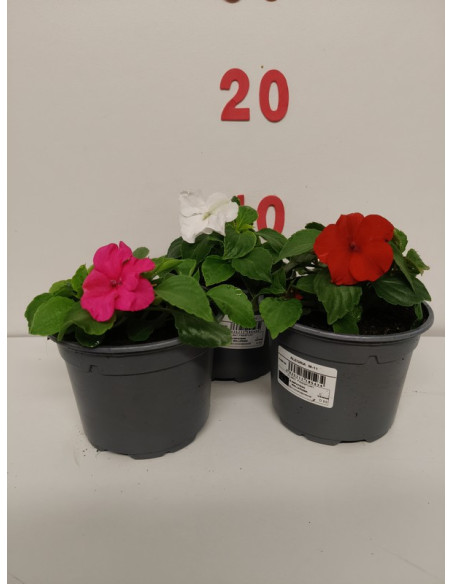 IMPATIENS WALLERIANA T11CM ALEGRIA