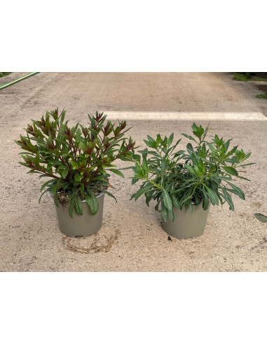 GAURA LINDHEIMERI T2LT