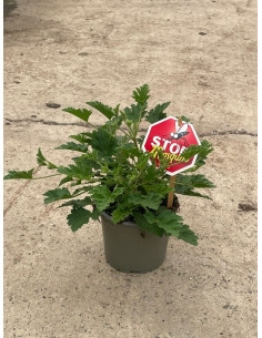 PELARGONIUM CITRONELLA GRAVEOLENS T13CM GERANI CITRONELLA 2