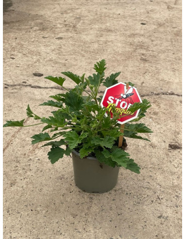 PELARGONIUM CITRONELLA GRAVEOLENS T13CM GERANI CITRONELLA