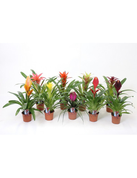 BROMELIA MIX T9CM