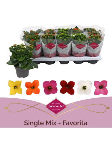 KALANCHOE FLOR SENCILLA MIX T10.5CM