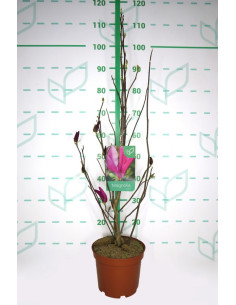 MAGNOLIA CADUCA T4LT