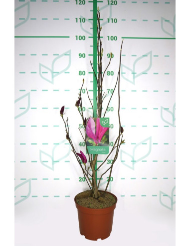 MAGNOLIA CADUCA T4LT