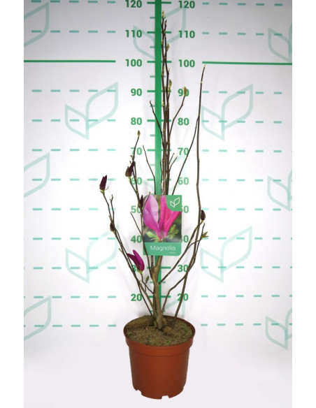 MAGNOLIA CADUCA T4LT