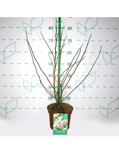 MAGNOLIA CADUCA T4LT 2