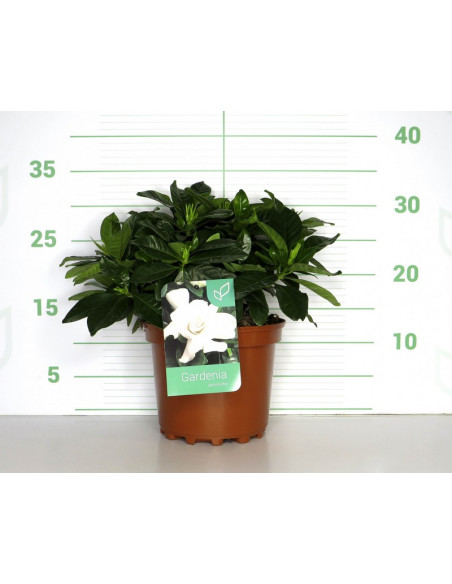 GARDENIA JASMINOIDES T3LT