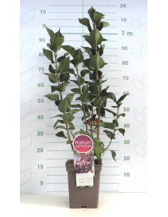 SYRINGA VULGARIS T5LT