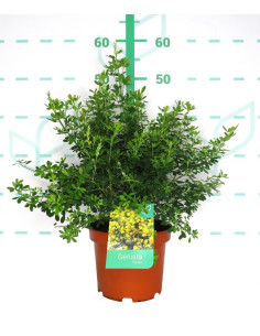 GENISTA PORLOCK 3LT