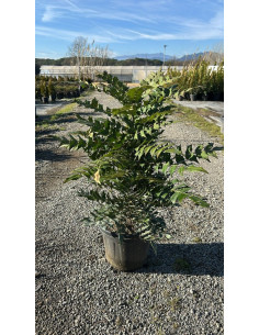 MAHONIA MEDIA WINTER SUN T20LT