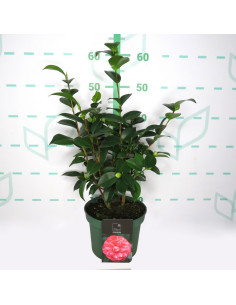 CAMELIA T3LT STANDART LINE 5+ 40/60