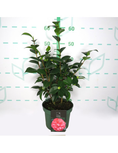 CAMELIA T3LT STANDART LINE 5+ 40/60