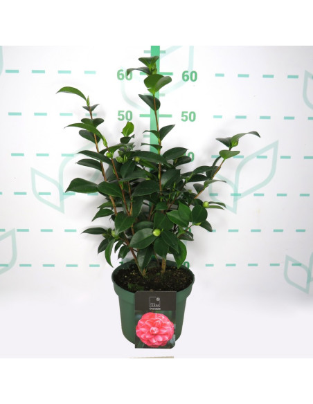 CAMELIA T3LT STANDART LINE 5+ 40/60