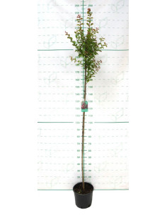 LAGERSTROEMIA INDICA 10LT HT150 190/200