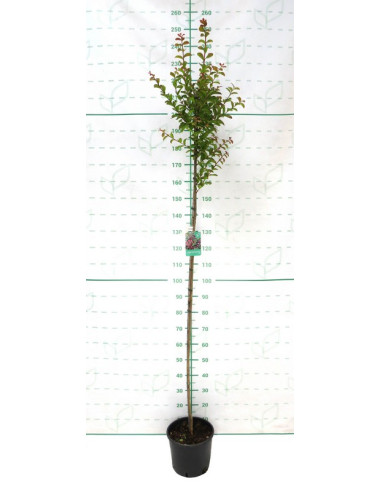LAGERSTROEMIA INDICA 10LT HT150 190/200