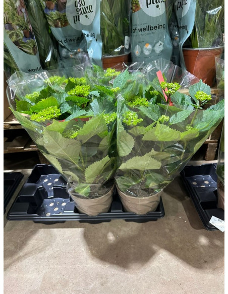 HYDRANGEA MACROPHYLLA T17CM PAIS AMB BOTO/FLOR