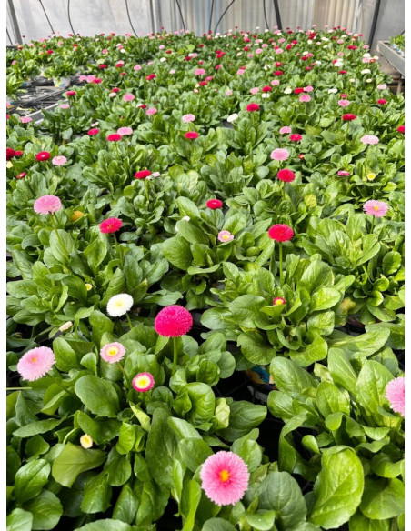 BELLIS PERENNIS TRIO 14