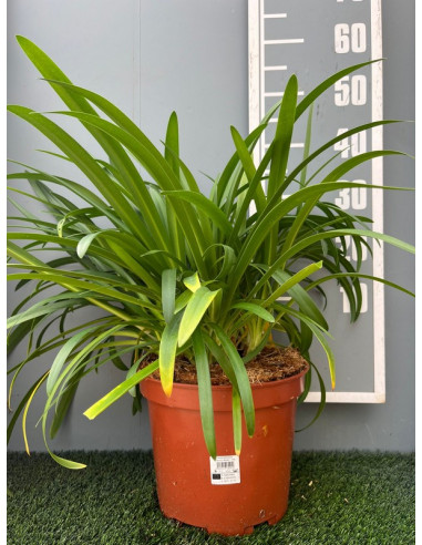 AGAPANTHUS AFRICANUS T10LT