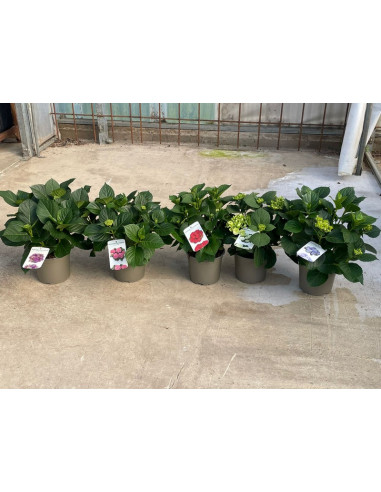 HYDRANGEA MACROPHYLLA T17CM PAIS AMB BOTO/FLOR
