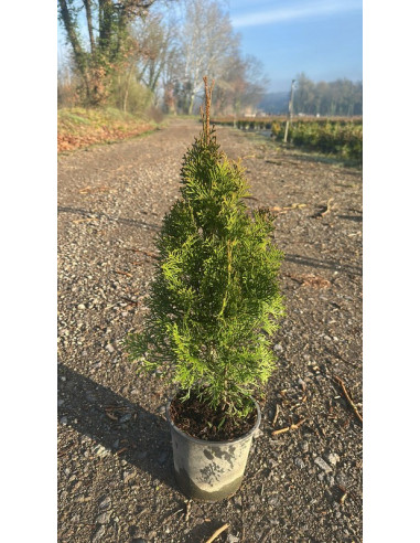 THUJA OCCIDENTALIS ESMERALDA T3LT 40/60CM