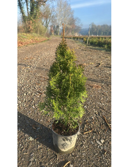 THUJA OCCIDENTALIS ESMERALDA T3LT 40/60CM