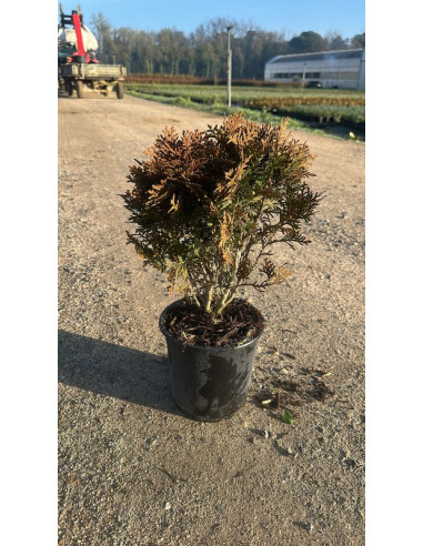 THUJA OCCIDENTALIS DANICA T3LT