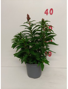 ANTIRRINIUM MAJUS T13CM