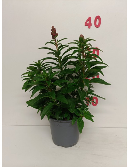 ANTIRRINIUM MAJUS T13CM