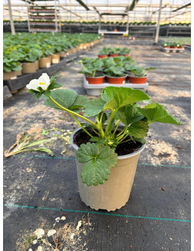 FRAGARIA X ANANASSA T13CM FRESONS