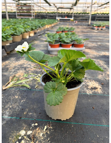 FRAGARIA X ANANASSA T13CM FRESONS