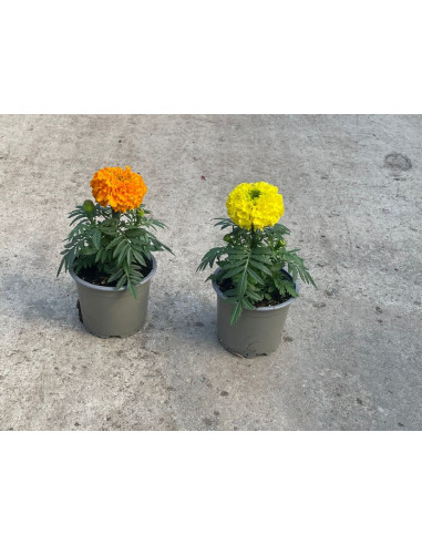 TAGETE ERECTA T10,5CM CLAVELL MORO CAP GRAN