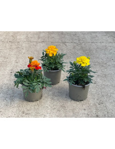 TAGETE PATULA T11CM 2