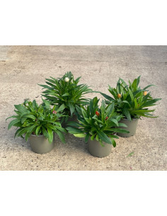 BRACTEANTA T13CM -INMORTALS