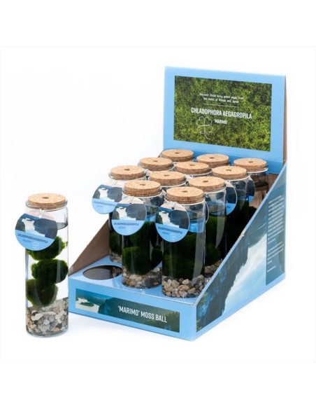 MOLSA JAPONESA T6CM AEGAGROPILA LINNAEI