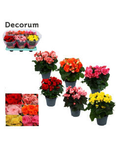 BEGONIA ELATIOR MIX T13CM