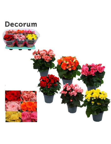 BEGONIA ELATIOR MIX T13CM