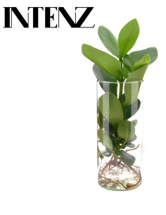 CLUSIA ROSEA PRINCESS T12CM