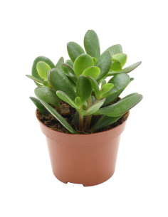 CRASSULA OVATA T10,5CM IMP