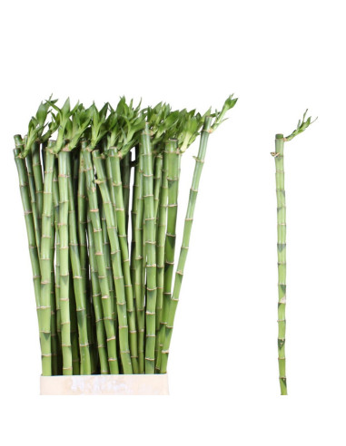 BAMBU RECTA 80CM PREU TIJA