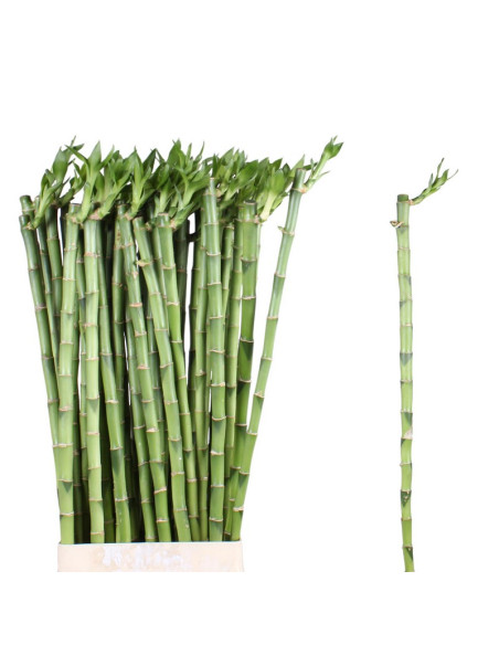 BAMBU RECTA 80CM PREU TIJA