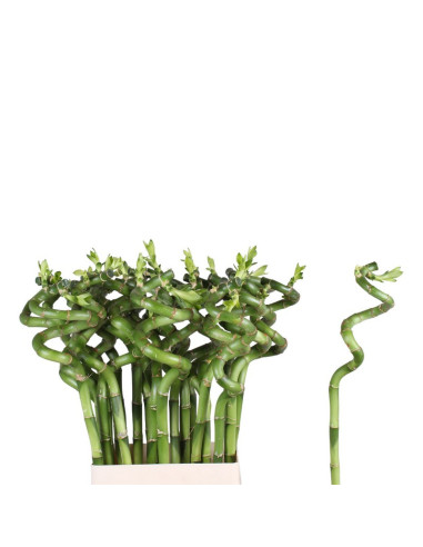 BAMBU SPIRAL 70CM PREU TIJA