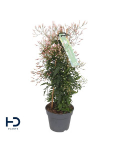 JASMINUM POLYANTHA T12CM