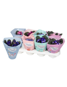 SAINT PAULIA MIX T12CM