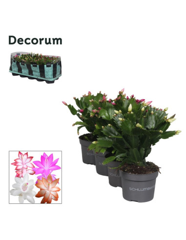 SCHLUMBERGERA 4 COLORS MIX T10CM