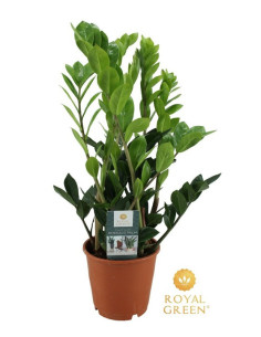 ZAMIOCULCA T14CM 50CM