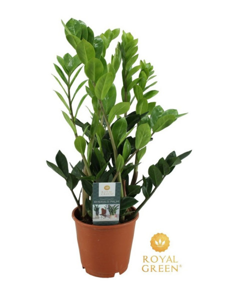 ZAMIOCULCA T14CM 50CM