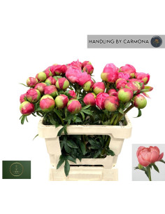 PAEONIA EN FLOR IMP ROSA PREU TIJA POMX5