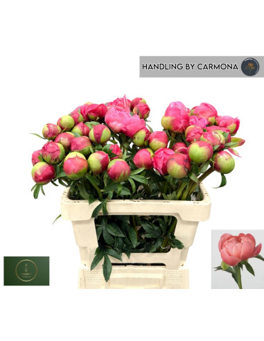 PAEONIA EN FLOR IMP ROSA PREU TIJA POMX5