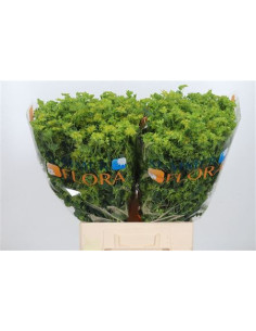 BUPLEURUM 70CM PREU TIJA